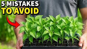 Common Mistakes to Avoid in Kitchen Gardening