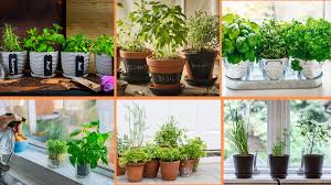 Growing Herbs Indoors: A Beginner's Guide