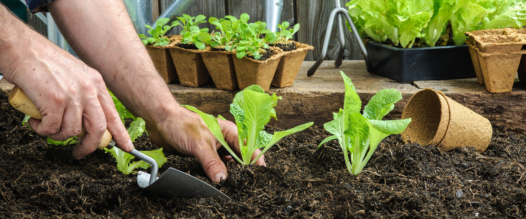 Kitchen Garden